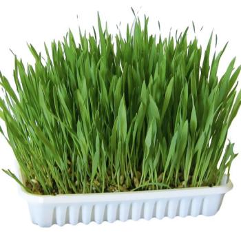 100g Rágcsálóknak való fű kép