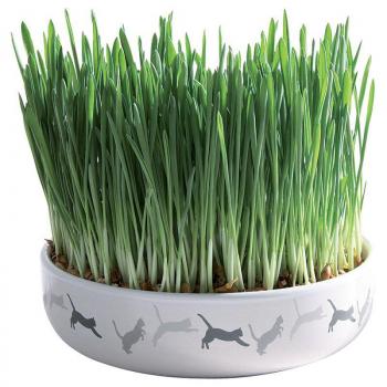 Cat Grass macskafű kerámiatálban 100g, Trixie kép