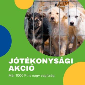 Jótékonysági jegy kép