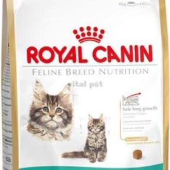 Royal Canin FBN Kitten Maine Coon 36 10 kg kép