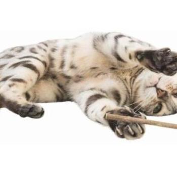 TRIXIE Matatabi Lolly 11 cm 42430 kép