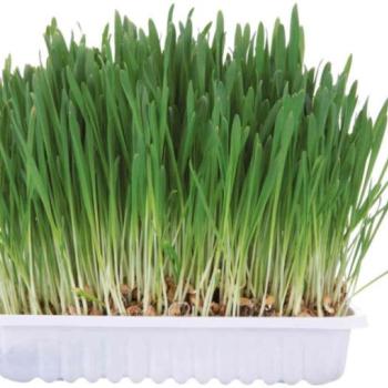 TRIXIE Rágcsáló fű 100 g kép