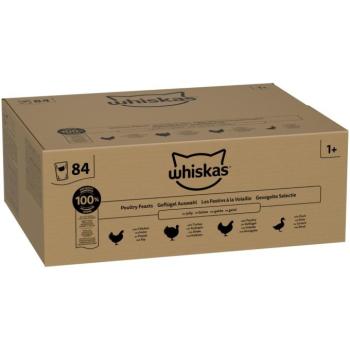 84x85g Whiskas 1+ Adult szárnyasválogatás aszpikban nedves macskatáp kép