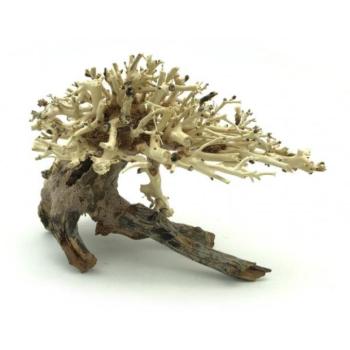 Bonsai Driftwood 20 x 15 x 16 cm No.10 kép