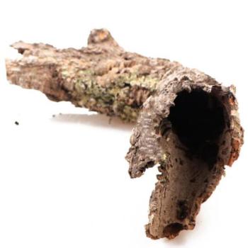 INVITAL Tölgyfa parafa kora M (max. 12 cm) kép