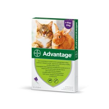 Advantage Spot On macskák részére 1 db / 4-8 kg kép