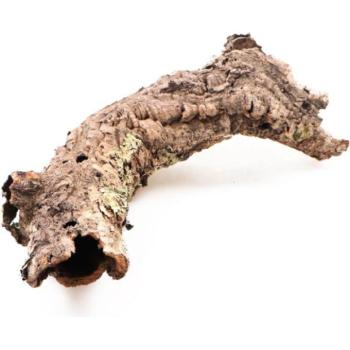 INVITAL Tölgyfa parafa kora L (O12 cm-ig) kép