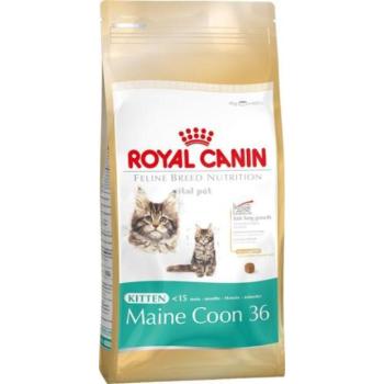 Royal Canin FBN Kitten Maine Coon 36 10 kg kép