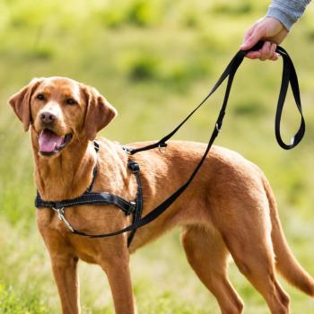 Trixie Lead'n'Walk Soft - húzás elleni hám - fekete -(S-M) 45-70cm/25mm kép